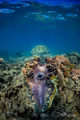 Giant Clam 2 print