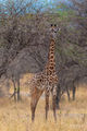 Giraffe print