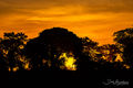 Orange Sky Serengeti print