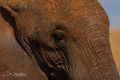 Elephant Profile print