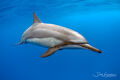 Dolphin Beauty
