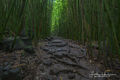 Linda's Bamboo Path print