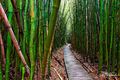 Bamboo Path print