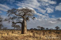 Baobab Tree print