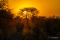 Orange Sky with Elephant print