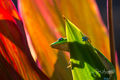 Gecko Lookout print
