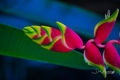 Heliconia print