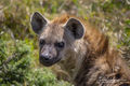 Hyena Pose print