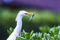 Egret Snacktime print