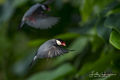 Java Sparrow print