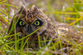 Owl In The Grass print