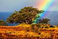 Rainbow Tree