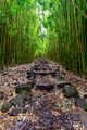 Up Through The Bamboo print