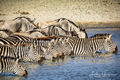 Zebra Afternoon print