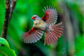 Cardinal Flair Female