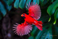 Cardinal Flair Male