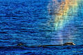 Rainbow Spout