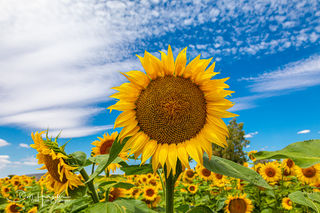 Sunflowers4