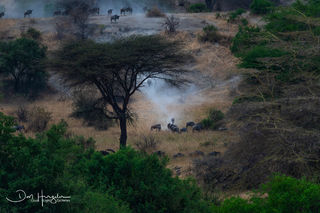 Wildebeest Racing Downhill