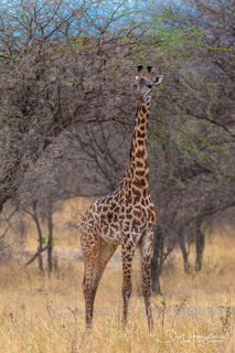 Standing Tall
