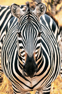 Zebra Mug Shot