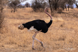 Ostrich Walk