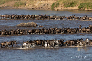 Mara River Crossing
