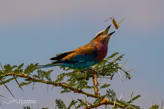 Lilac Breasted Roller and Friend