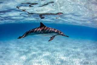Kua Dolphin Epic