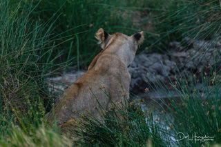 Waiting for Dinner to Arrive