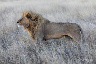 Lion On the Hunt