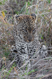 Leopard on the Hunt