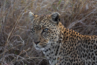 Leopard Looking for Lunch