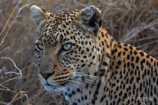 Leopard Profile