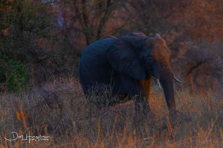 Sun up Elephant
