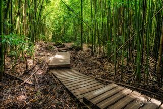 Bamboo Stroll