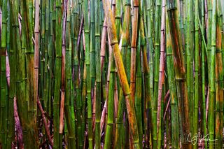 Bamboo Wall