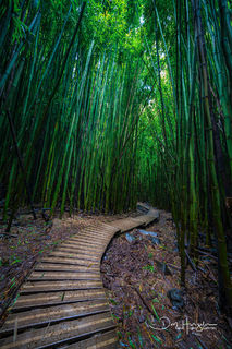 Bamboo Vertical