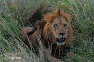King of the Serengeti