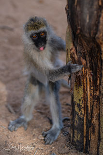 Vervet Monkey Visit
