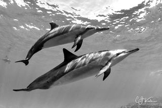 Dos Dolphins