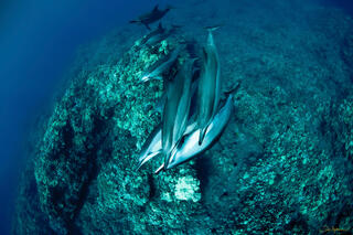 Dolphin Dance