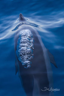 Dolphin Bubbler