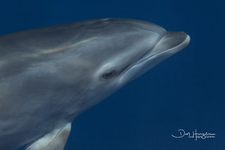 Dolphin Escort