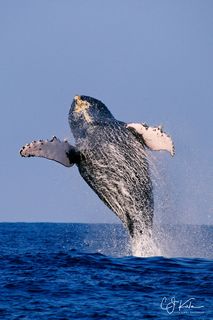 Epic Breach