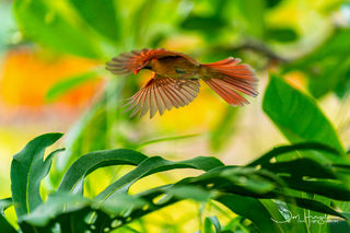 Full Flight