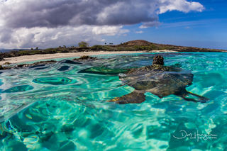 Kua Bay Turtle