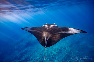 Manta Sun Bathing