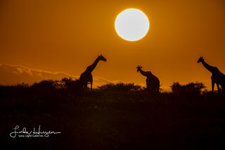 Orange Sky Giraffes