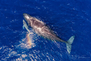 Rainbow Whale Cuddle